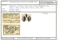 Karteikarte zum Syntyp von Quinqueloculina sclerotica Karrer, 1868